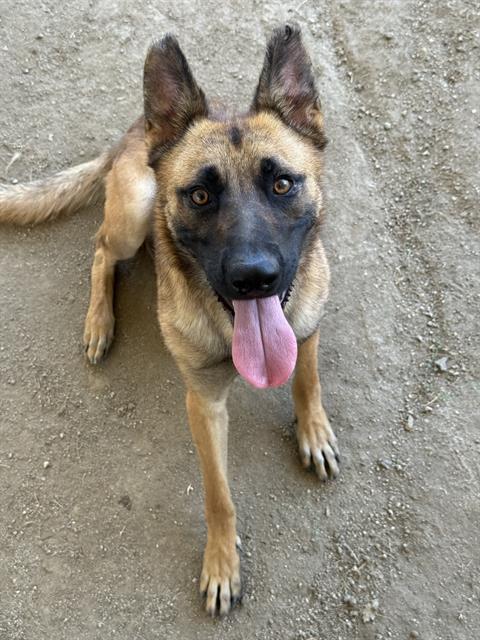 Sweetie, a German Shepherd, available for adoption