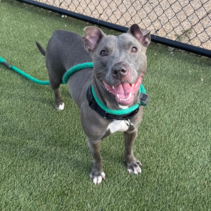 Smooches, a Pit Bull Terrier (mix breed), available for adoption