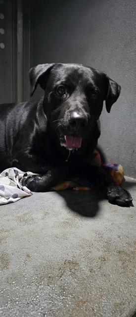 Jeff, a Labrador Retriever, available for adoption