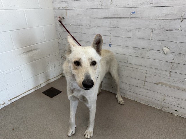 Chucky, a German Shepherd (mix breed), available for adoption
