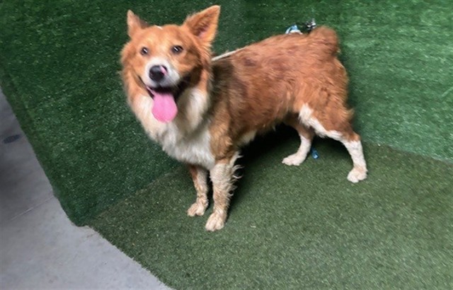 Wiley, a Border Collie, available for adoption