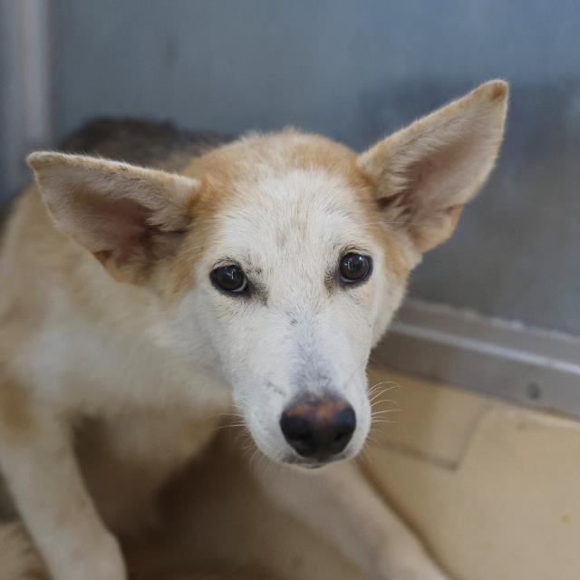 Canela, a Siberian Husky (mix breed), available for adoption
