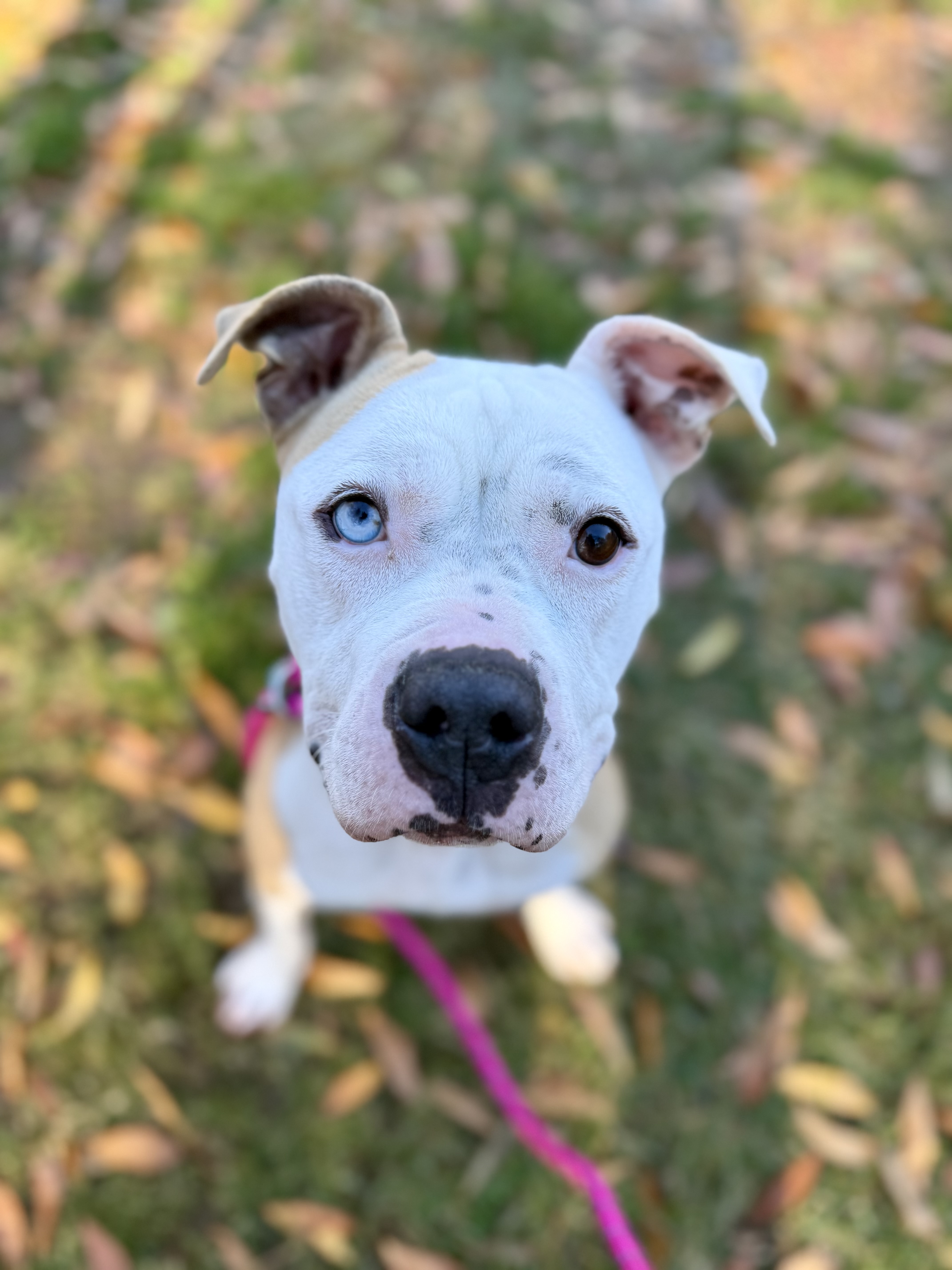 Ice Cream, a Pit Bull Terrier (mix breed), available for adoption