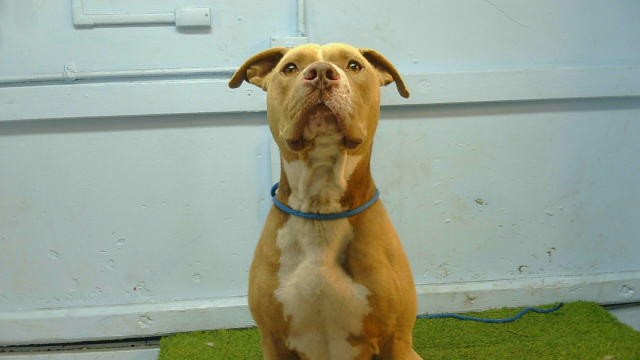 A5801248, a Bullmastiff, available for adoption