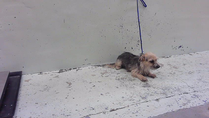 Benny, a Havanese (mix breed), available for adoption