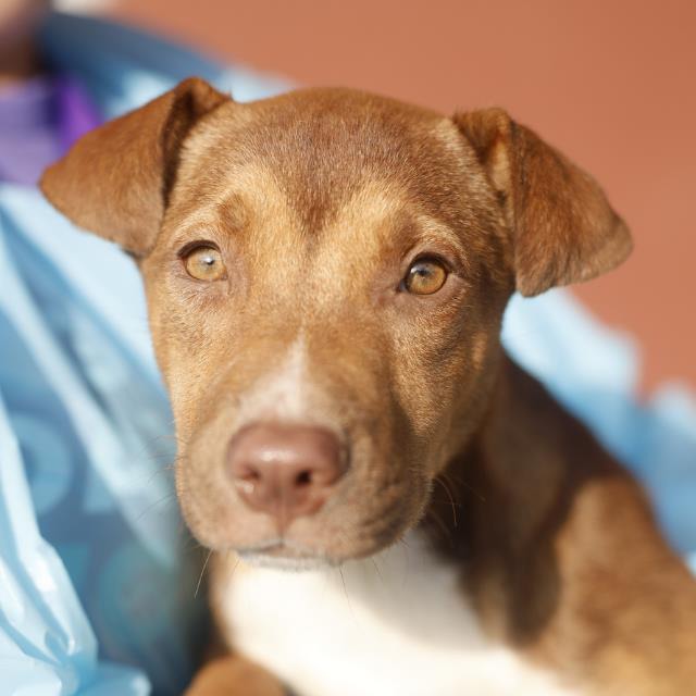 Ruby, a American Staffordshire Terrier (mix breed), available for adoption