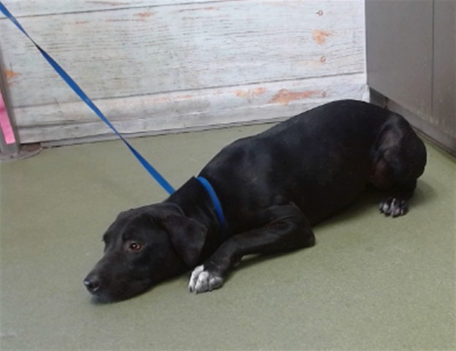 Olive, a Retriever (mix breed), available for adoption
