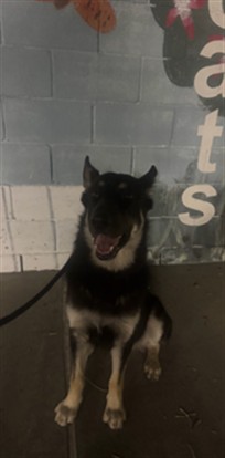 Rascal, a German Shepherd, available for adoption