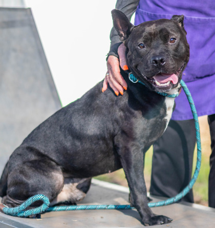 Marvel, a Pit Bull Terrier (mix breed), available for adoption