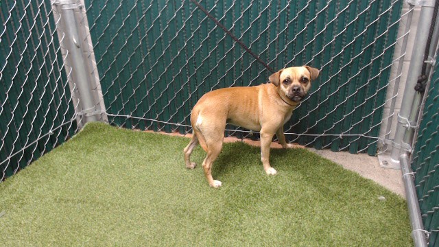 Apple Cider, a Pug, available for adoption