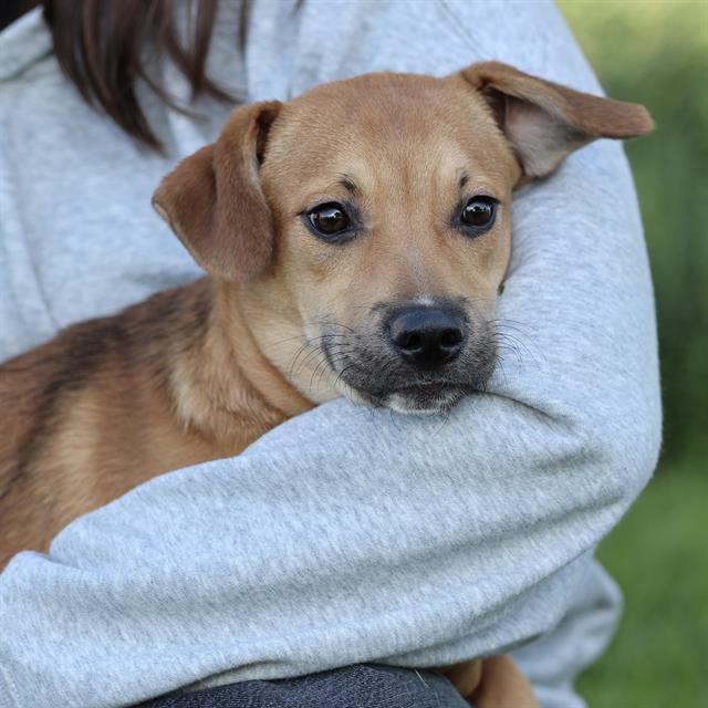 Cade, a Labrador Retriever, available for adoption