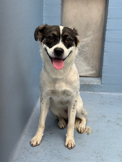Blessing, a German Shepherd, available for adoption