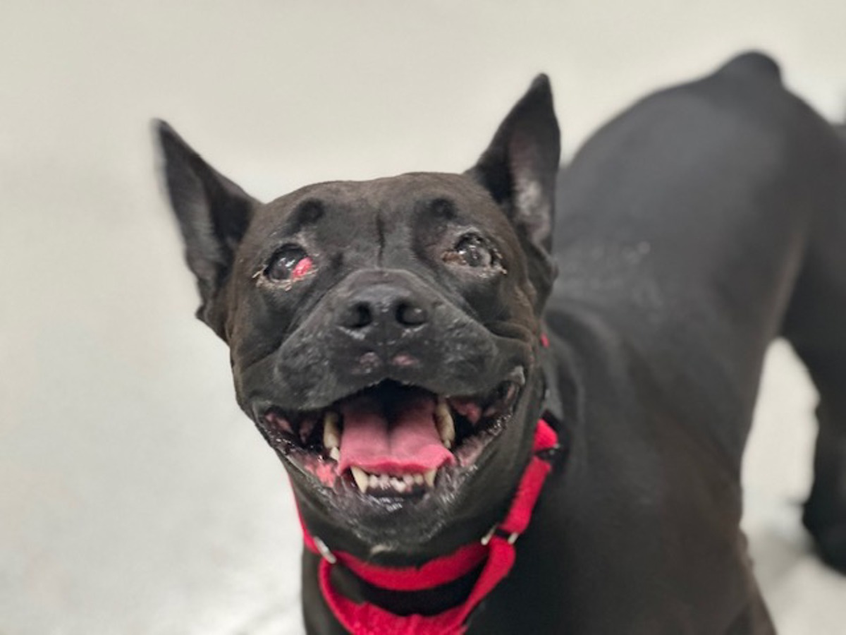 Inky, a Pit Bull Terrier, available for adoption