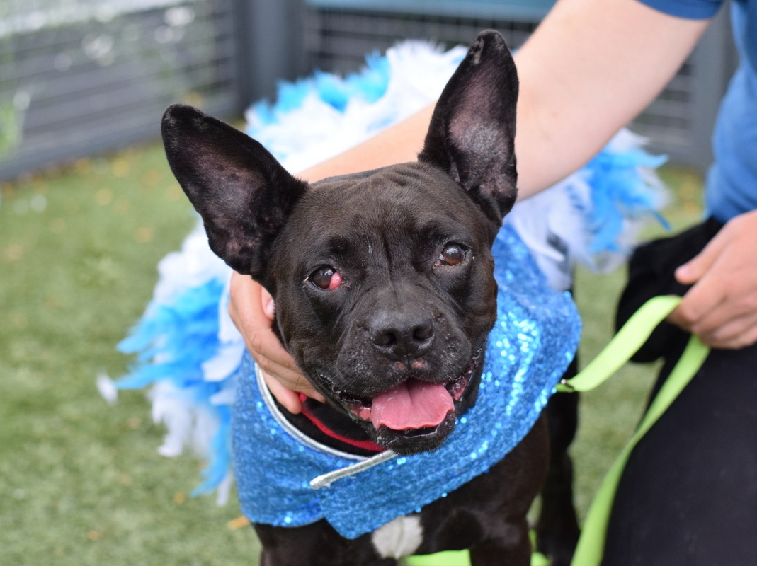 Inky, a Pit Bull Terrier, available for adoption