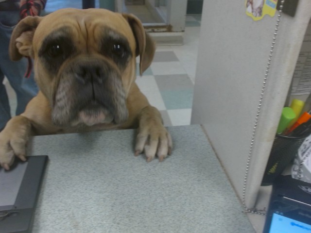 A481282, a American Bulldog, available for adoption