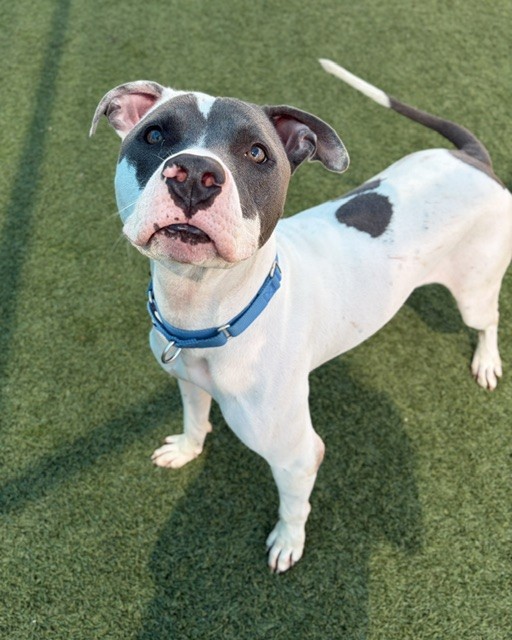 Zorro, a American Staffordshire Terrier (mix breed), available for adoption