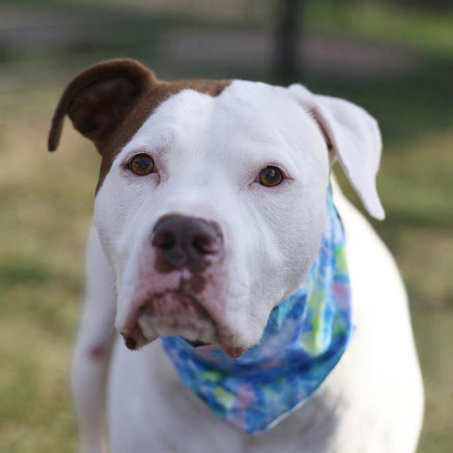A827434, a American Staffordshire Terrier (mix breed), available for adoption