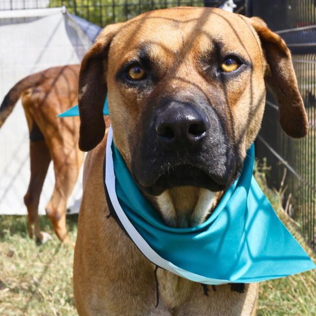 A761883, a Mastiff, available for adoption