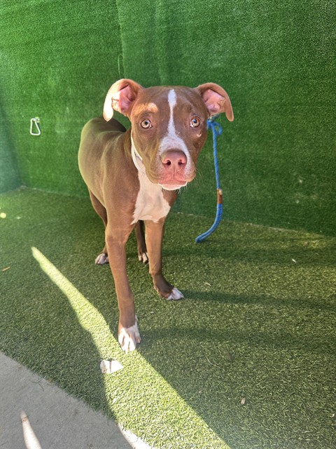 Coco, a Boxer, available for adoption