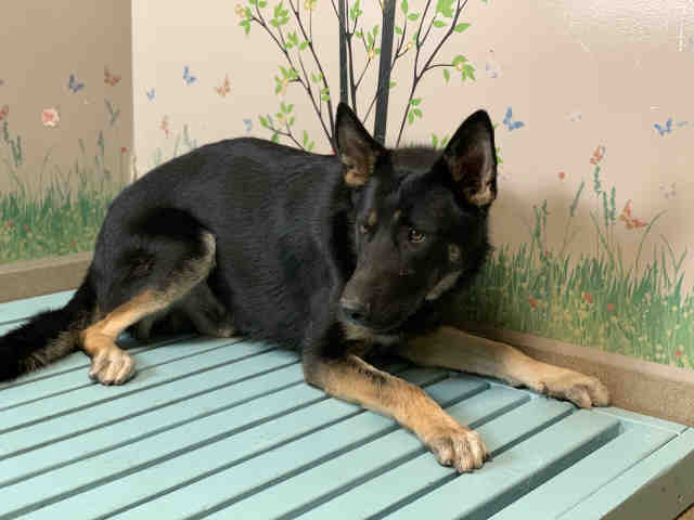 Kobe, a German Shepherd, available for adoption