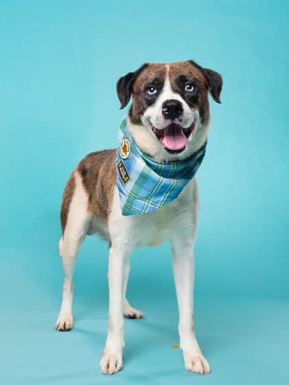 Bailey, a American Staffordshire Terrier (mix breed), available for adoption