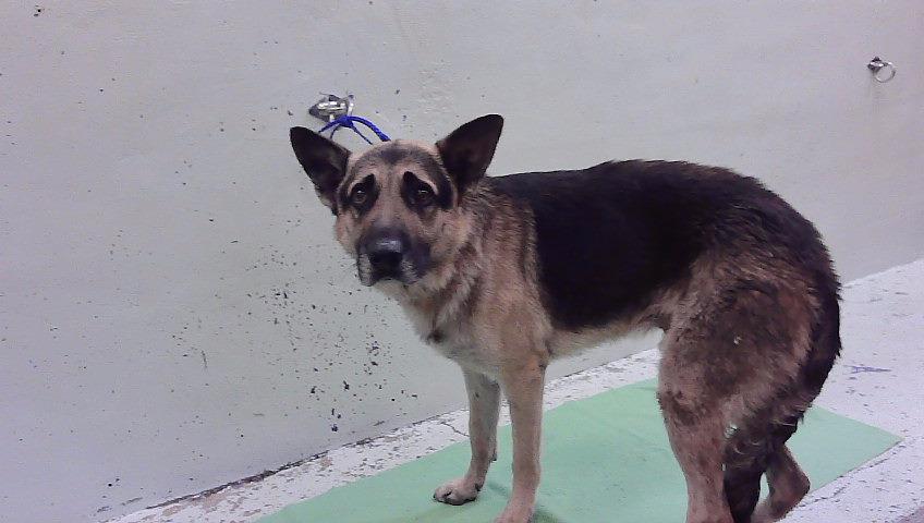 Charlie, a German Shepherd (mix breed), available for adoption