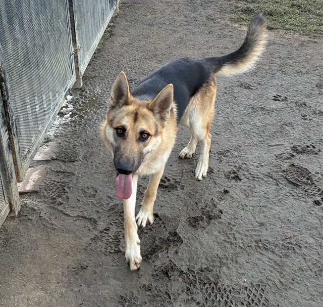 Brando, a German Shepherd (mix breed), available for adoption