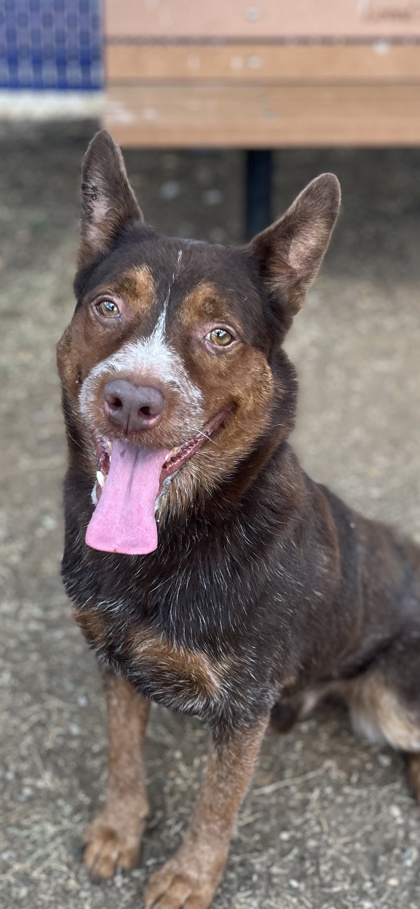 Cinch, a Australian Cattle Dog/Blue Heeler, available for adoption