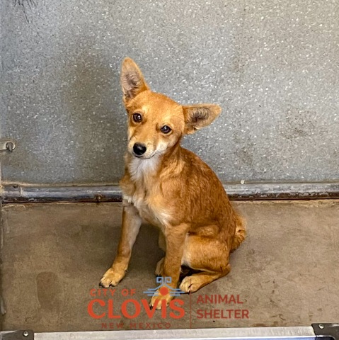 Chrissy, a Chihuahua (mix breed), available for adoption