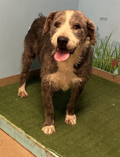 Tiger, a Terrier, available for adoption