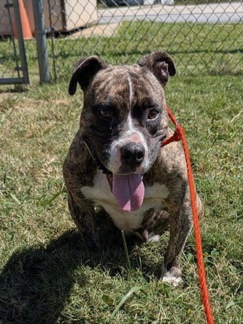 Dixie, a American Bulldog (mix breed), available for adoption