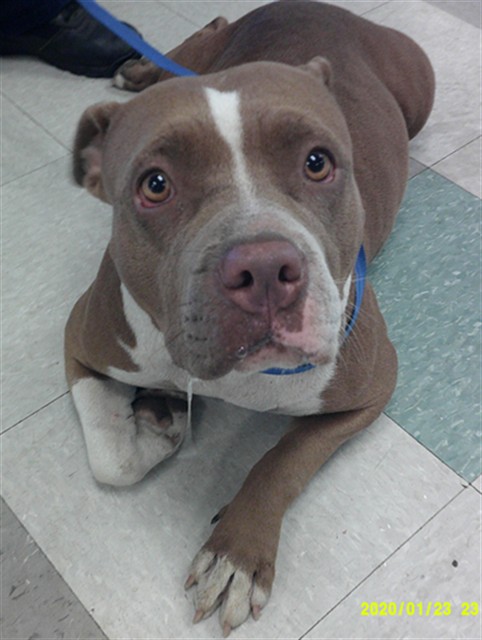 A481735, a Mastiff (mix breed), available for adoption