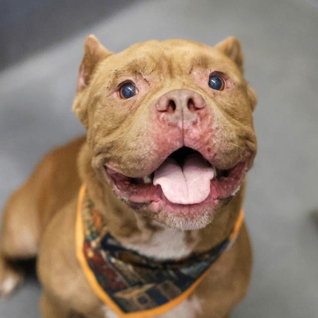 Sunrise, a American Staffordshire Terrier (mix breed), available for adoption
