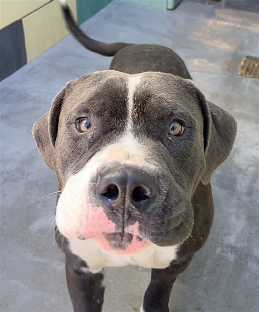 Leo, a Pit Bull Terrier, available for adoption