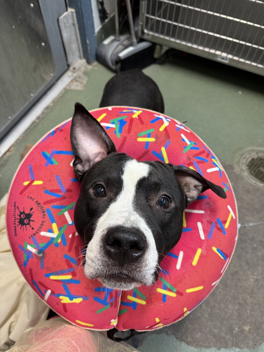 Leopard Gecko, a Pit Bull Terrier, available for adoption