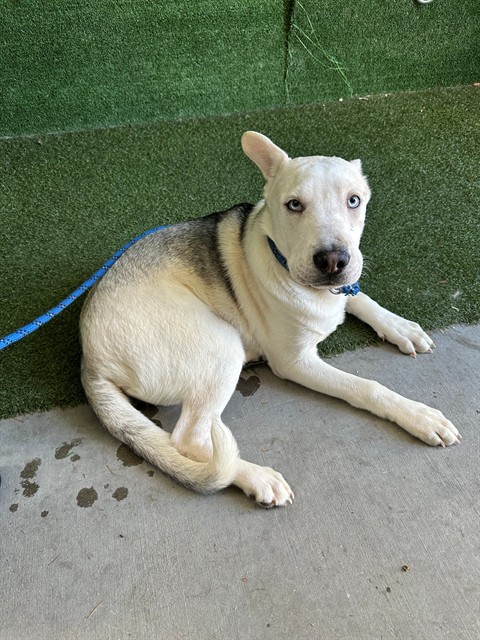 Yoshi, a Shar Pei, available for adoption