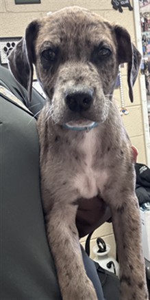 Miles, a Catahoula Leopard Dog (mix breed), available for adoption