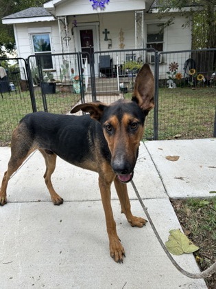 Gage, a German Shepherd, available for adoption