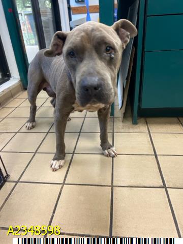 A2348598, a Labrador Retriever (mix breed), available for adoption