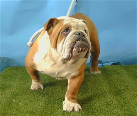 Mr. Beefy Xxl, a American Bulldog, available for adoption