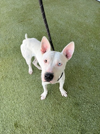 Rico, a Terrier (mix breed), available for adoption