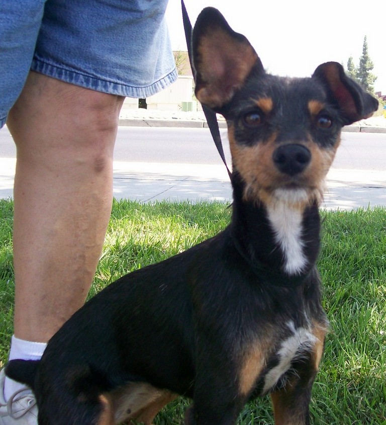 Other Photos of thie Dog