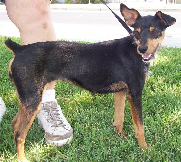 Other Photos of thie Dog