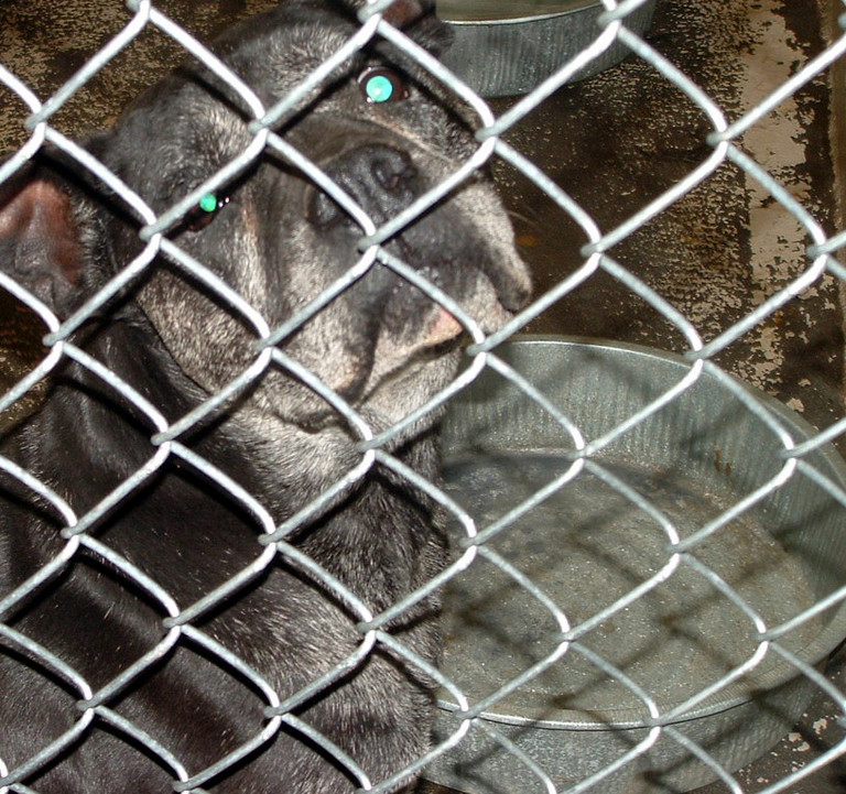 Other Photos of thie Dog