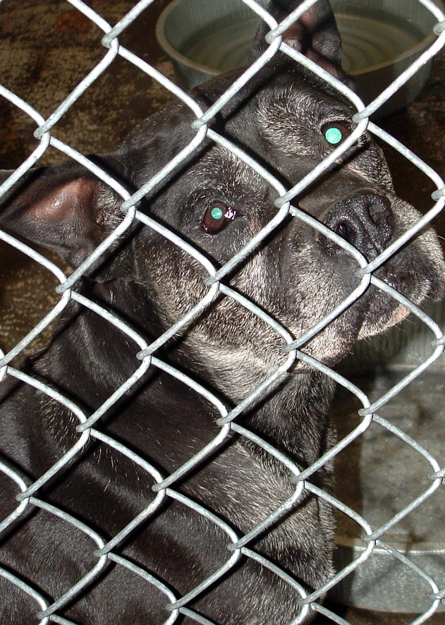 Other Photos of thie Dog