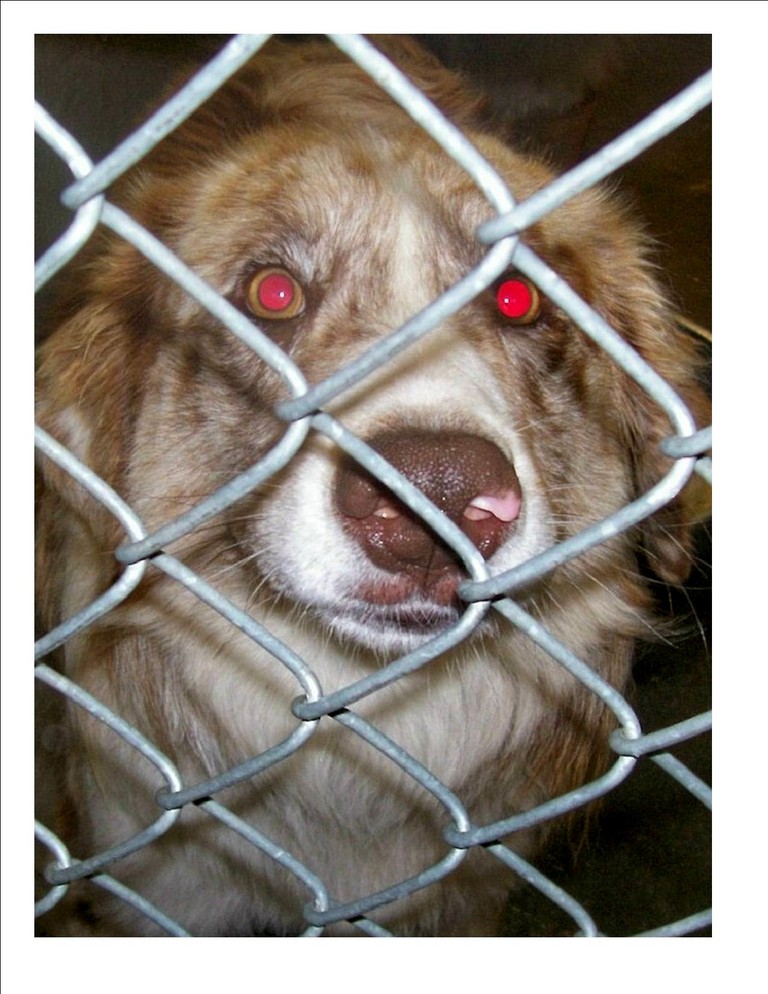 Other Photos of thie Dog