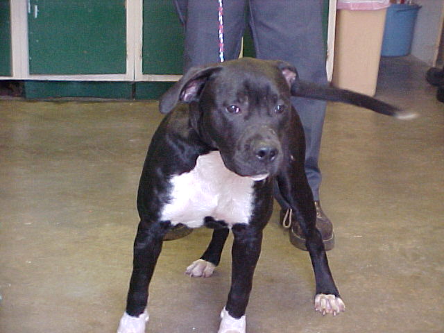 Other Photos of thie Dog