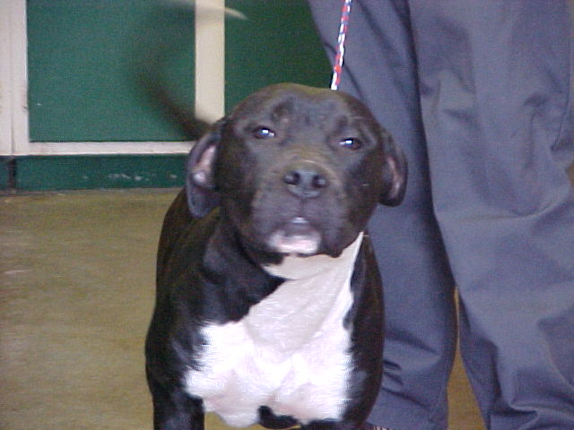 Other Photos of thie Dog
