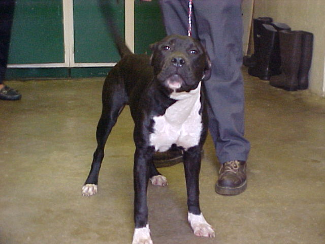 Other Photos of thie Dog