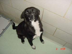 Other Photos of thie Dog